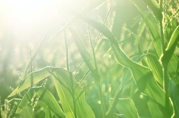 What Exactly Is "Corn Sweat"?